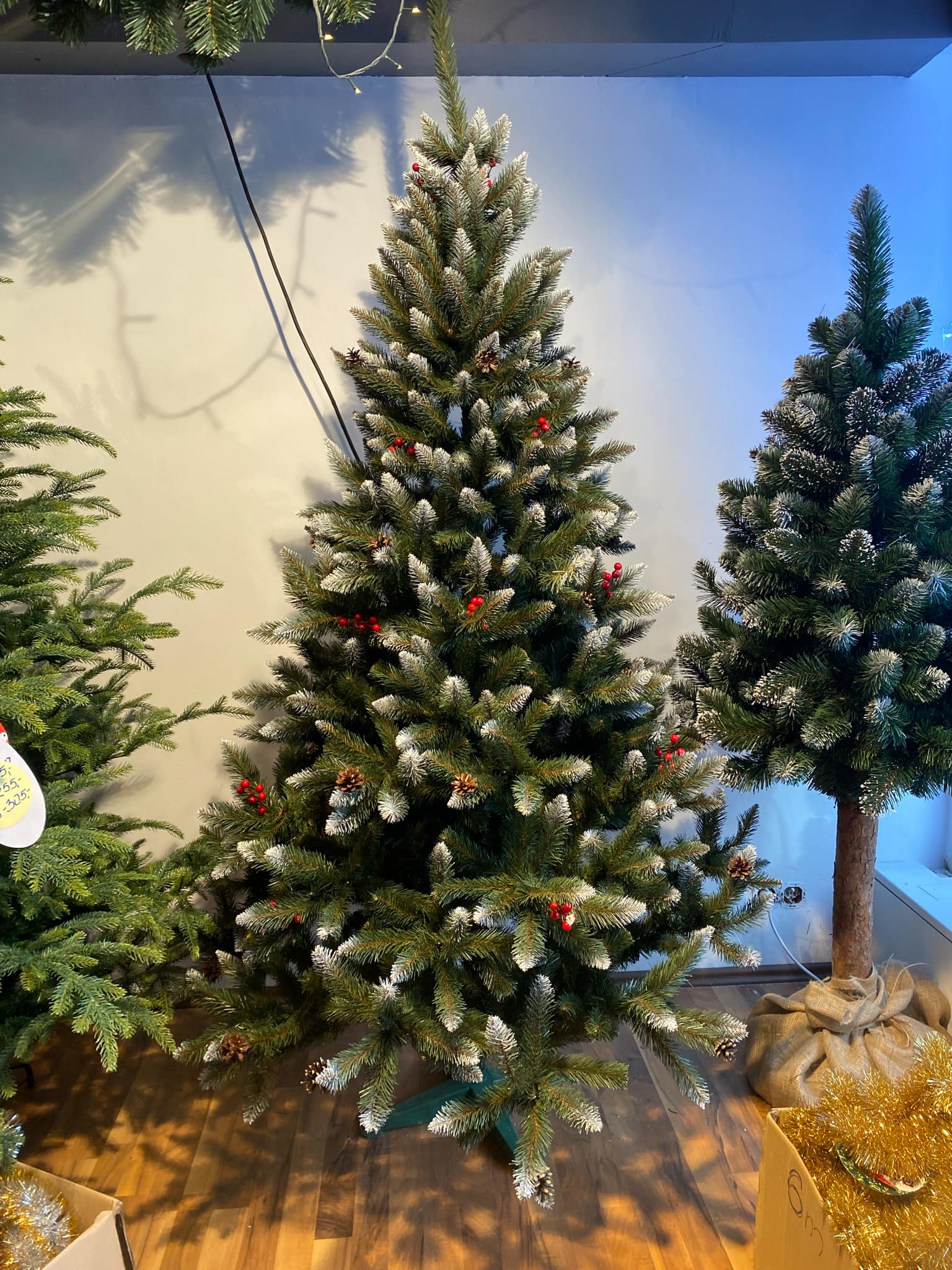 Fichte mit Stechpalme 1.8m 2.2m – Bild 5